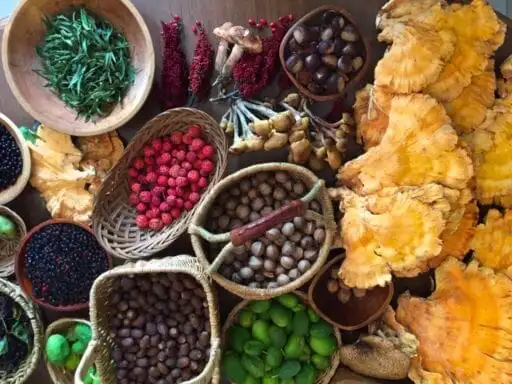 No Taste Like Home Foraging