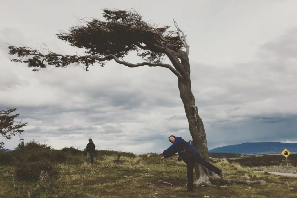 Ushuaia Tree