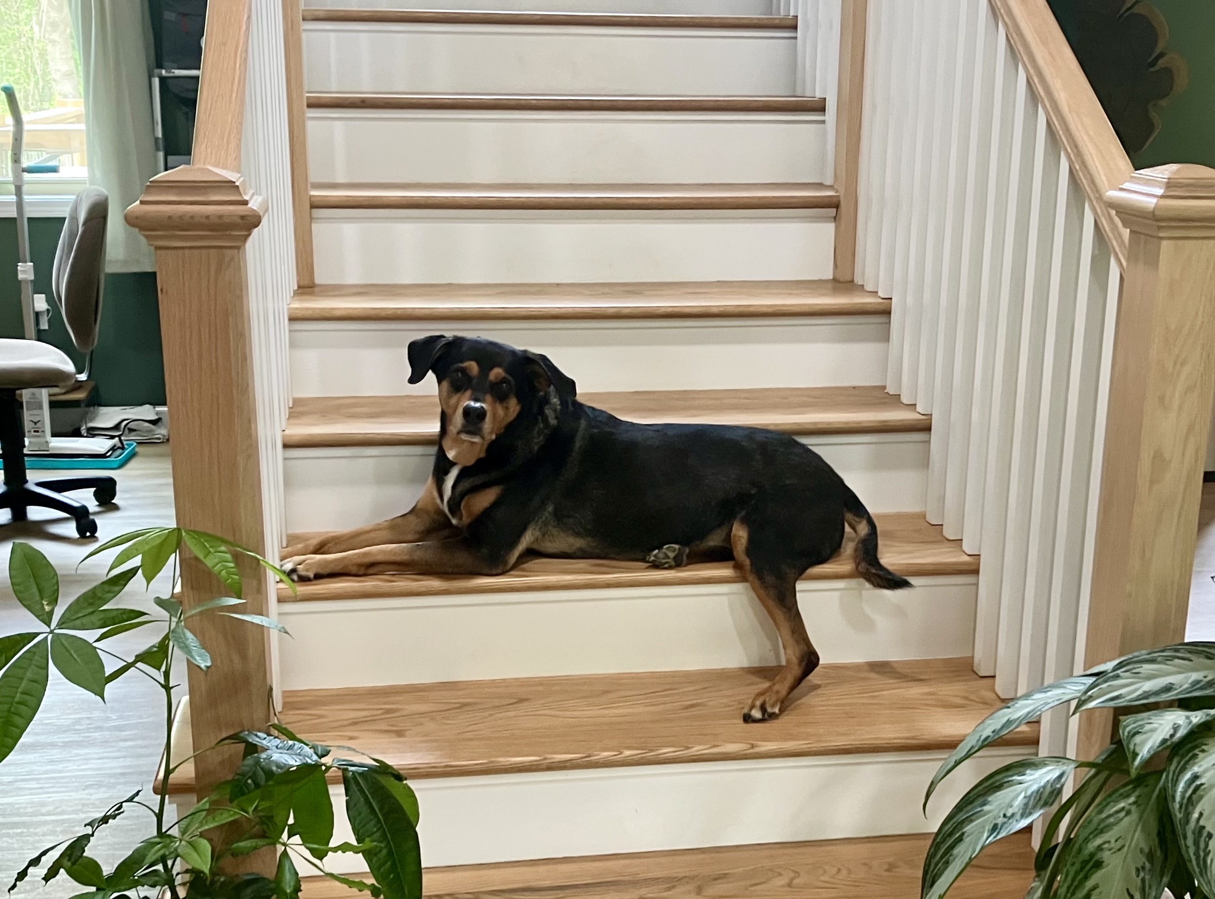 Chloe the house dog at The Lazy Tiger
